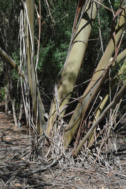 APII jpeg image of Eucalyptus moorei subsp. moorei  © contact APII