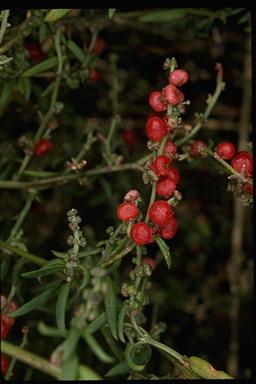 APII jpeg image of Einadia nutans subsp. linifolia  © contact APII