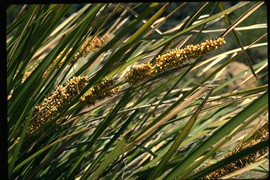 APII jpeg image of Lomandra longifolia  © contact APII