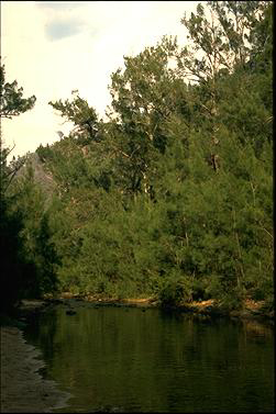 APII jpeg image of Casuarina cunninghamiana  © contact APII