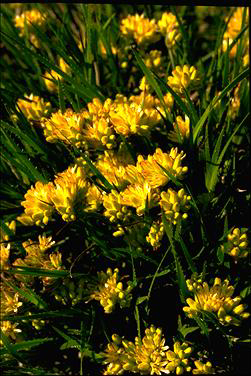 APII jpeg image of Conostylis aculeata  © contact APII