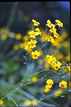 APII jpeg image of Goodenia macrophylla  © contact APII