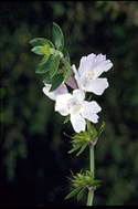 flower image