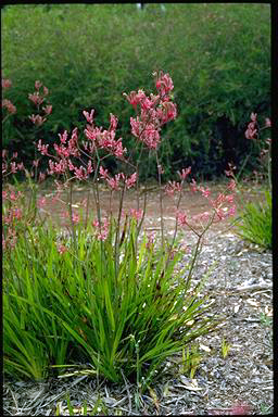 APII jpeg image of Anigozanthos 'Pink Surprise'  © contact APII