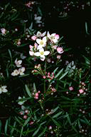flower image