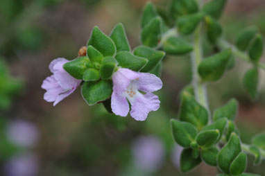APII jpeg image of Prostanthera densa  © contact APII