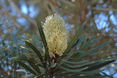 APII jpeg image of Banksia aquilonia  © contact APII
