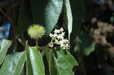 APII jpeg image of Commersonia bartramia  © contact APII