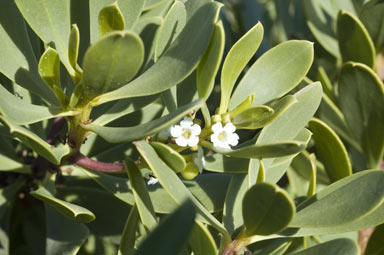 APII jpeg image of Myoporum insulare  © contact APII