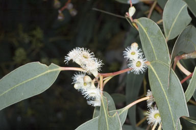 APII jpeg image of Eucalyptus fasciculosa  © contact APII
