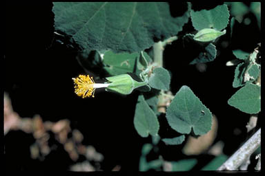 APII jpeg image of Abutilon julianae  © contact APII