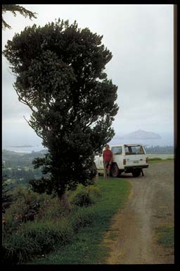 APII jpeg image of Coprosma pilosa  © contact APII