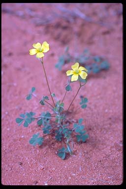APII jpeg image of Oxalis corniculata  © contact APII