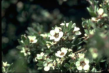 APII jpeg image of Leptospermum namadgiensis  © contact APII