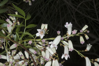 APII jpeg image of Pandorea pandorana  © contact APII