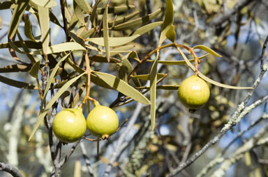 APII jpeg image of Santalum acuminatum  © contact APII