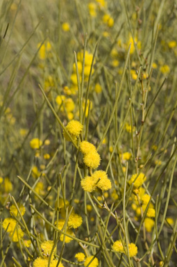 APII jpeg image of Acacia rigens  © contact APII