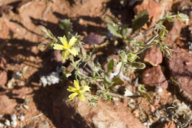 APII jpeg image of Goodenia paradoxa  © contact APII