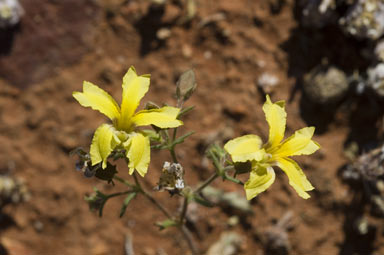 APII jpeg image of Goodenia paradoxa  © contact APII