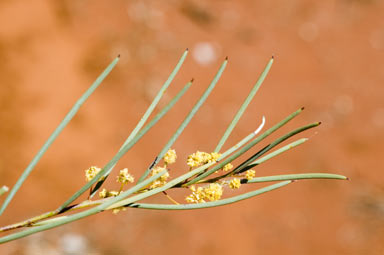 APII jpeg image of Acacia havilandiorum  © contact APII