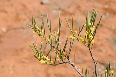 APII jpeg image of Acacia havilandiorum  © contact APII