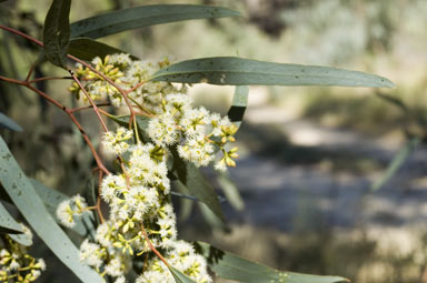APII jpeg image of Eucalyptus largiflorens  © contact APII
