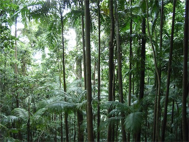 APII jpeg image of Archontophoenix  © contact APII