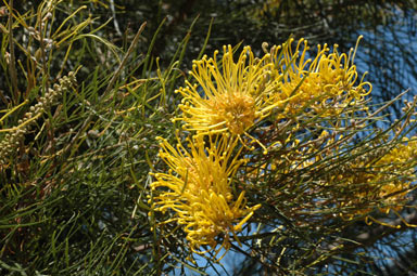 APII jpeg image of Grevillea 'Yamba Sunshine'  © contact APII