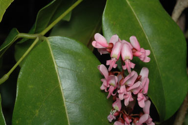 APII jpeg image of Derris trifoliata  © contact APII