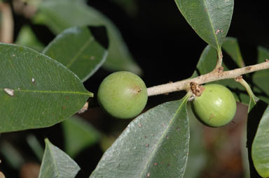 APII jpeg image of Amorphospermum antilogum  © contact APII