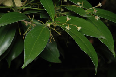 APII jpeg image of Cryptocarya laevigata var. bowiei  © contact APII