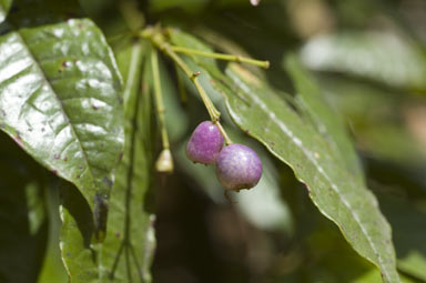 APII jpeg image of Syzygium alatoramulum  © contact APII