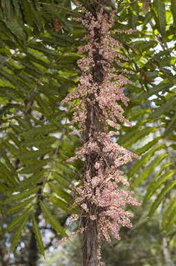 APII jpeg image of Lepiderema hirsuta  © contact APII