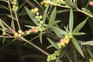 APII jpeg image of Styphelia affinis  © contact APII