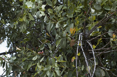 APII jpeg image of Dendrophthoe vitellina  © contact APII