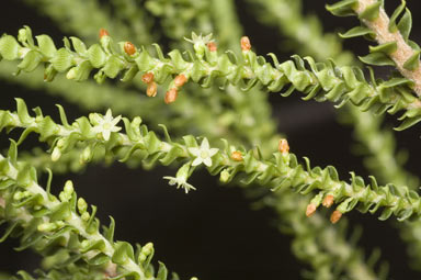 APII jpeg image of Dielsiodoxa propullulans  © contact APII