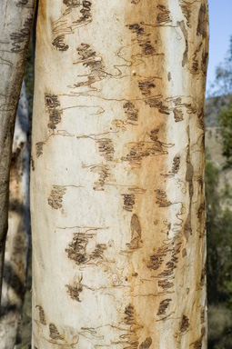 APII jpeg image of Eucalyptus lacrimans  © contact APII