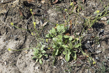 APII jpeg image of Hirschfeldia incana  © contact APII