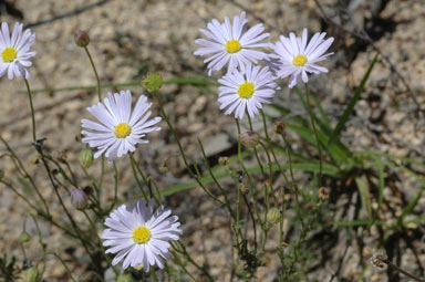 APII jpeg image of Brachyscome rigidula  © contact APII