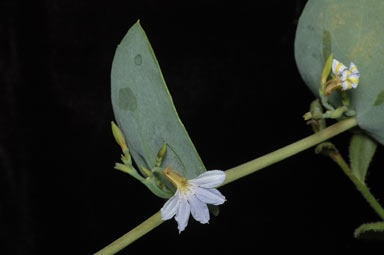 APII jpeg image of Scaevola brooksiana  © contact APII