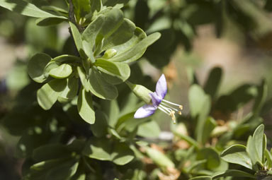 APII jpeg image of Lycium ferocissimum  © contact APII