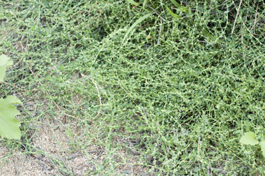 APII jpeg image of Polygonum aviculare  © contact APII