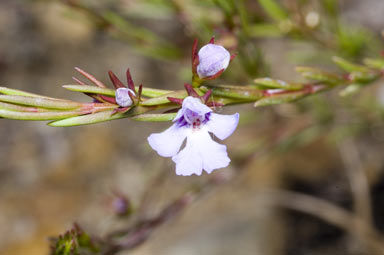 APII jpeg image of Hemigenia purpurea  © contact APII