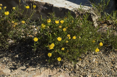 APII jpeg image of Rutidosis heterogama  © contact APII