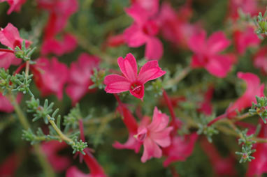 APII jpeg image of Lechenaultia formosa  © contact APII