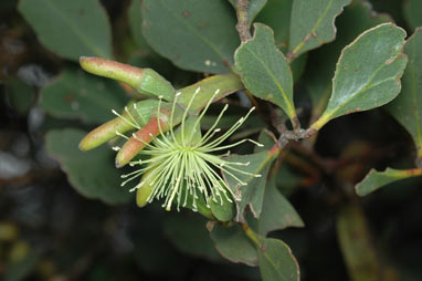 APII jpeg image of Eucalyptus platypus  © contact APII