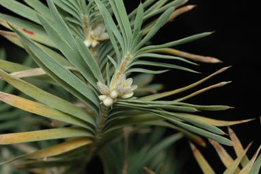 APII jpeg image of Acanthocarpus preissii  © contact APII