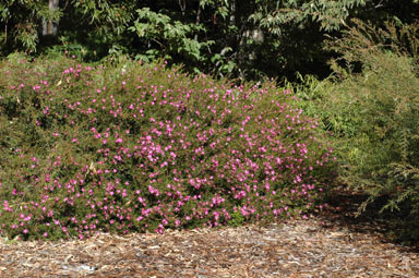 APII jpeg image of Crowea 'Festival'  © contact APII