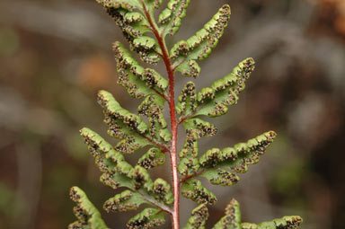 APII jpeg image of Cheilanthes sieberi subsp. sieberi  © contact APII