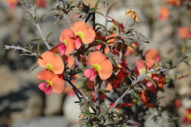 APII jpeg image of Chorizema aciculare  © contact APII